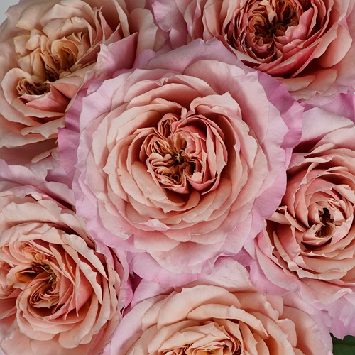 Heart's Desire Garden Rose l Fiftyflowers