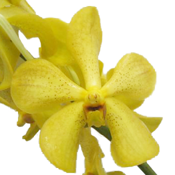 Sunshine Bright Yellow Mokara Orchid