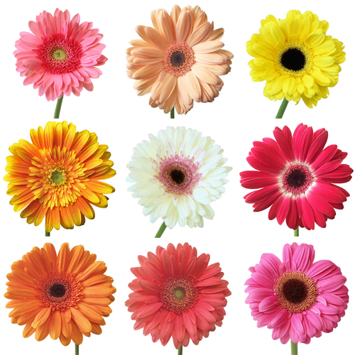 Fresh Cut Gerbera Daisies for Mom