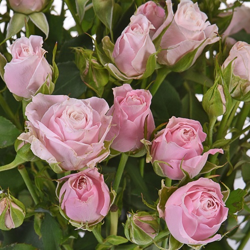 Hint of Pink Wholesale Spray Roses