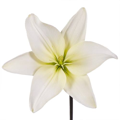 Lime White Asiatic Lily