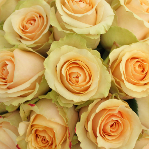 Nectarine Peach Rose