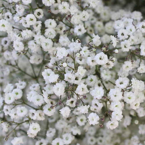 New Love Baby's Breath White Flowers in Bulk FiftyFlowers