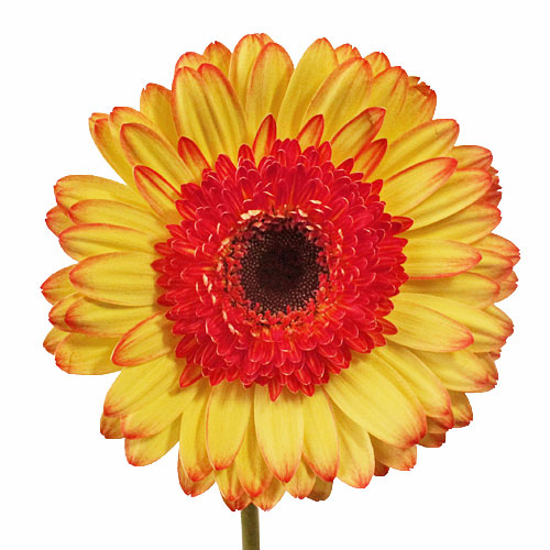 Oopsie Daisy Gerber Daisy Flowers