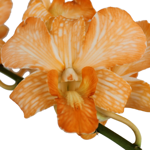 Orange Dendrobium Orchids | FiftyFlowers.com