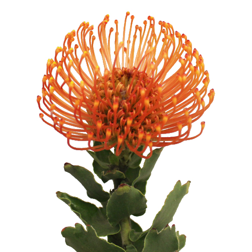 Orange Pin Cushion Flower