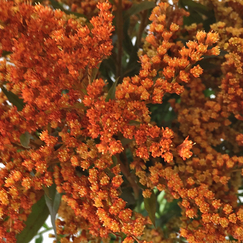 Enhanced Orange Estelle Filler Flower | DIY Wedding Flowers | FiftyFlowers