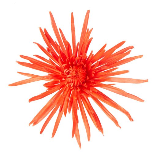 Melon Orange Spider Flower