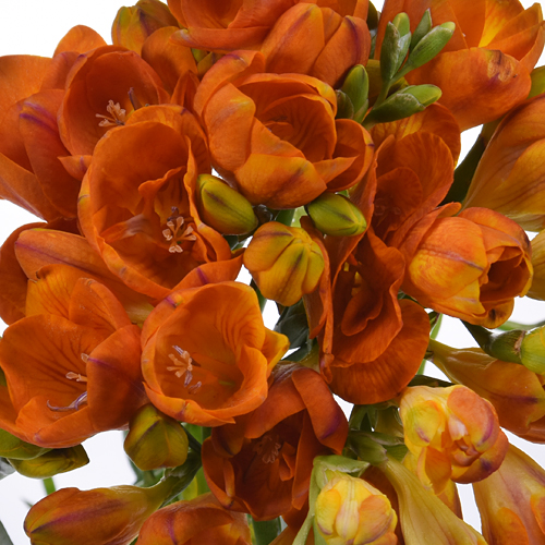 Orange Freesia Flower