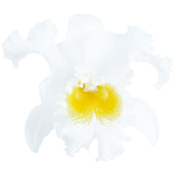 Cattleya White Orchid