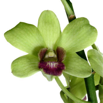 Jade Loose Orchid Blooms