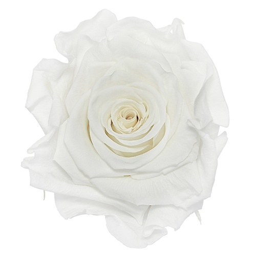 Preserved Pure White Rose