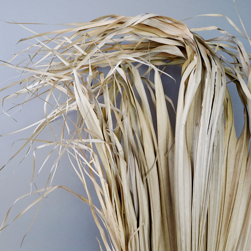 Ancient Desert Dried Palms l