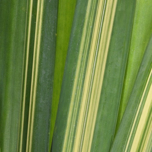 Variegated Pandanus Leaves