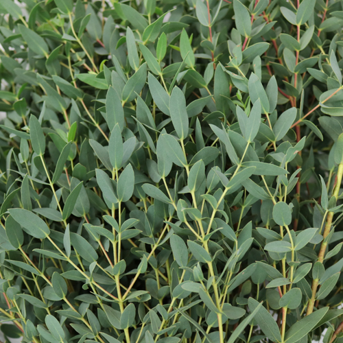 Parvafolia Fresh Eucalyptus Greenery