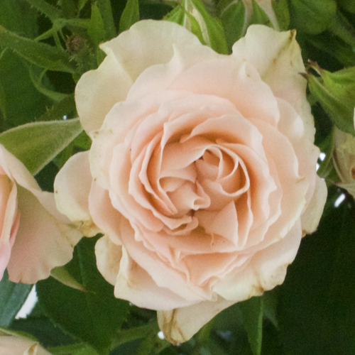 Peachy Keen Spray Wholesale Roses