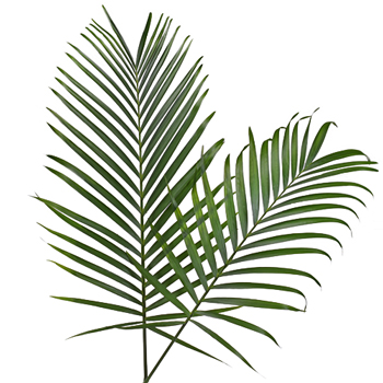 Phoenix Palm Leaves