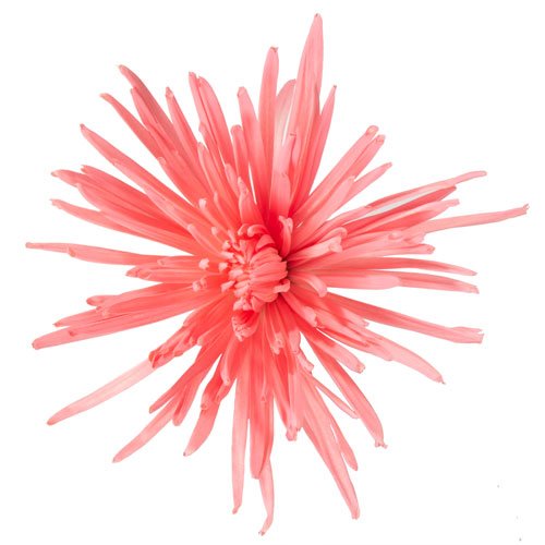 Pink Coral Reef Spider Mum