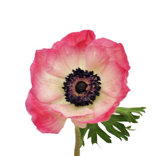 Pink Fresh Cut Anemones