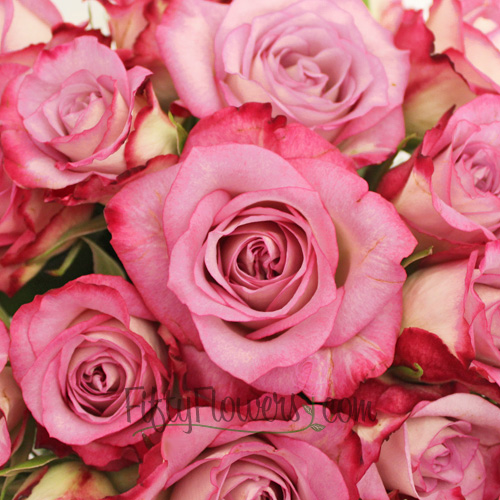 Rose Blushing Lavender Farfalla