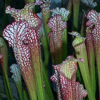 Sarracenia Pitcher Plant