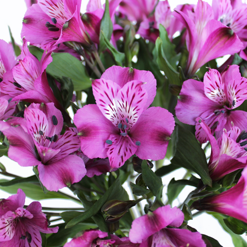 Purple Peruvian Lilies Bulk Flower
