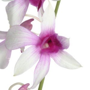 Purple Centered Loose Orchid Blooms