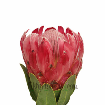 Queen Protea Flower