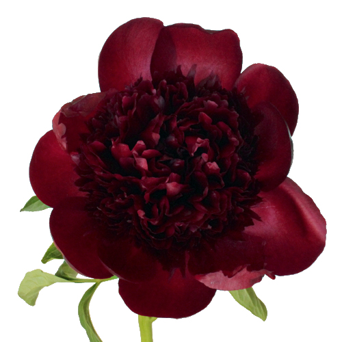 Burgundy Red Peony Flower August Delivery