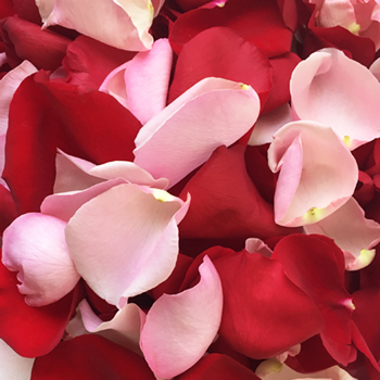 Red And Pink Rose Petals