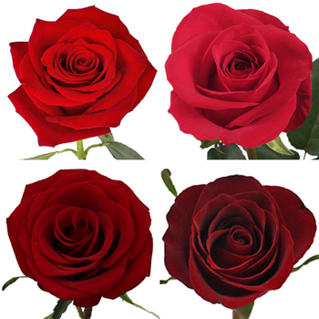 Ecuadorian Red Roses Wholesale Flowers Fiftyflowers