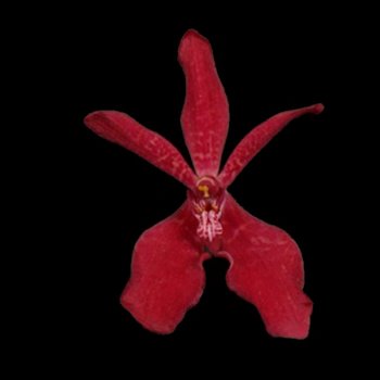 Red Azacoff Mokara Orchids Red Flower | FiftyFlowers.com