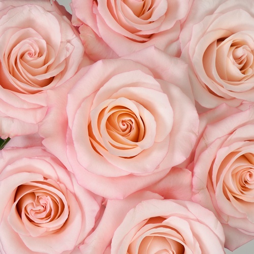 Wholesale Cupcake Frosting Light Pink Roses FiftyFlowers