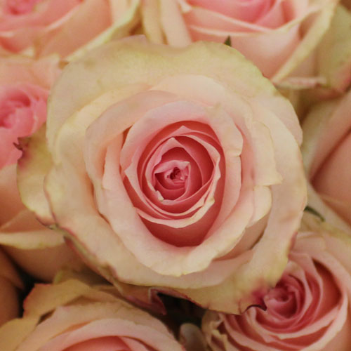 Antique Creamy Pink Girlfriend Rose