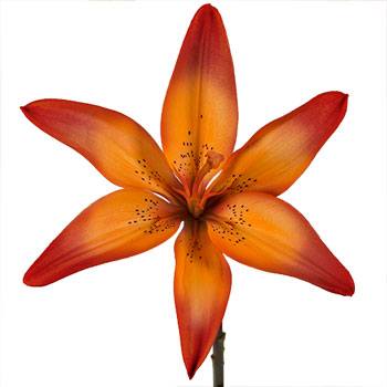 Blaze Orange Asiatic Lily Fiftyflowers Blaze Orange Asiatic Lily