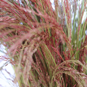 Ruby Silk Love Grass