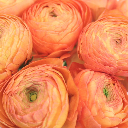 Salmon Ranunculus Fresh Cut Flower