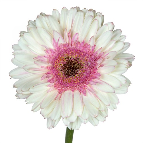 White With Pink Gerber Daisy Flower