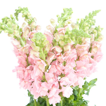 Light Snapdragons