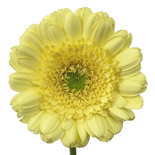 Soft Lemon Mini Gerbera Daisies