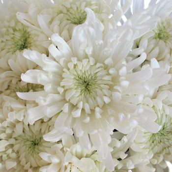 Lime Eyed Creamy White Flower