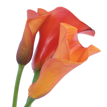 Mango Mini Calla Lily Bulk Flower