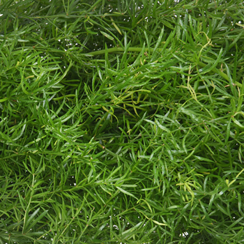 Wedding greenery sprengeri fern filler flower sold near me