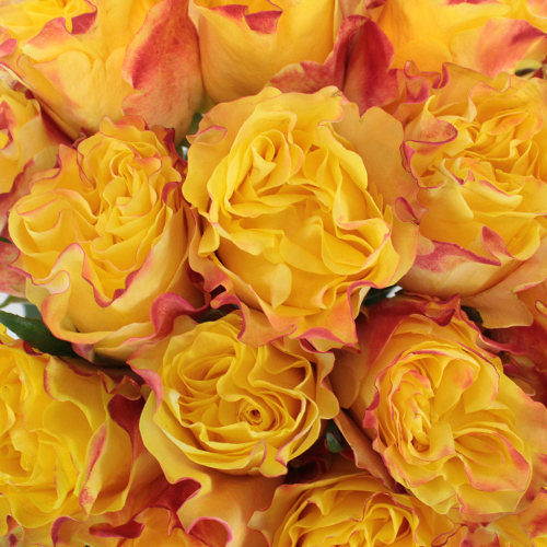 Tropical Dip Garden Rose l