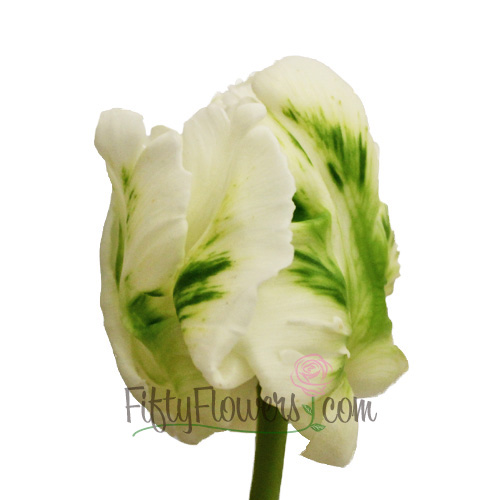 Mint Green Parrot Novelty Tulips