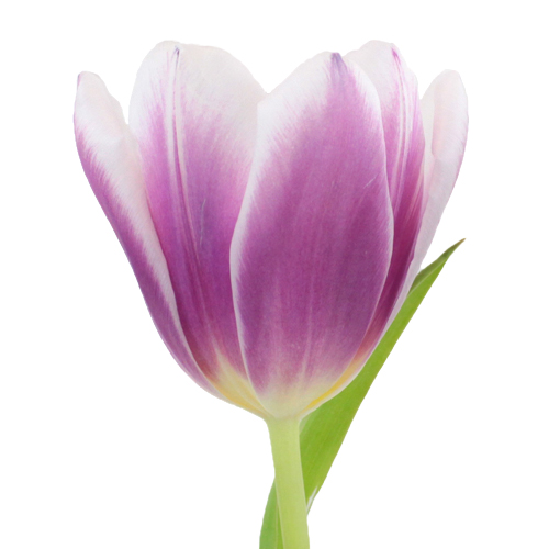 Lilac Flare Fresh Bulk Tulips