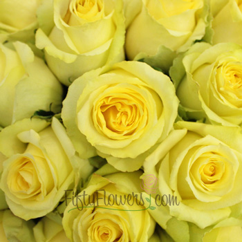 Tara Yellow Roses Fiftyflowers Com