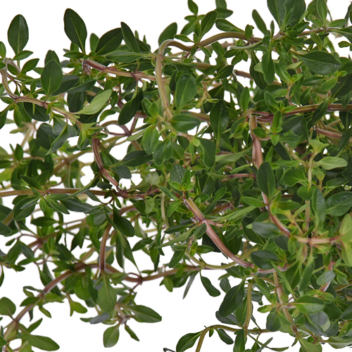 Fresh Cut Thyme Herb