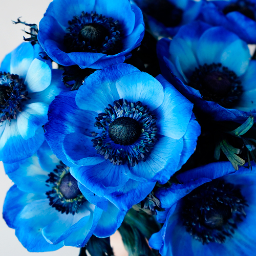 Wholesale Enhanced Blue Anemone Flowers FiftyFlowers