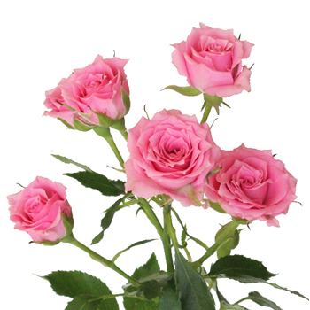 Le Bride Pink Mini Rose